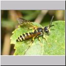 Cerceris arenaria - Sandknotenwespe m10d 10mm Sandgrube Niedringhaussee-det.jpg